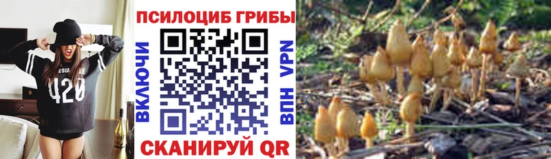 купить  сайты  Богданович  Псилоцибиновые грибы Magic Shrooms 